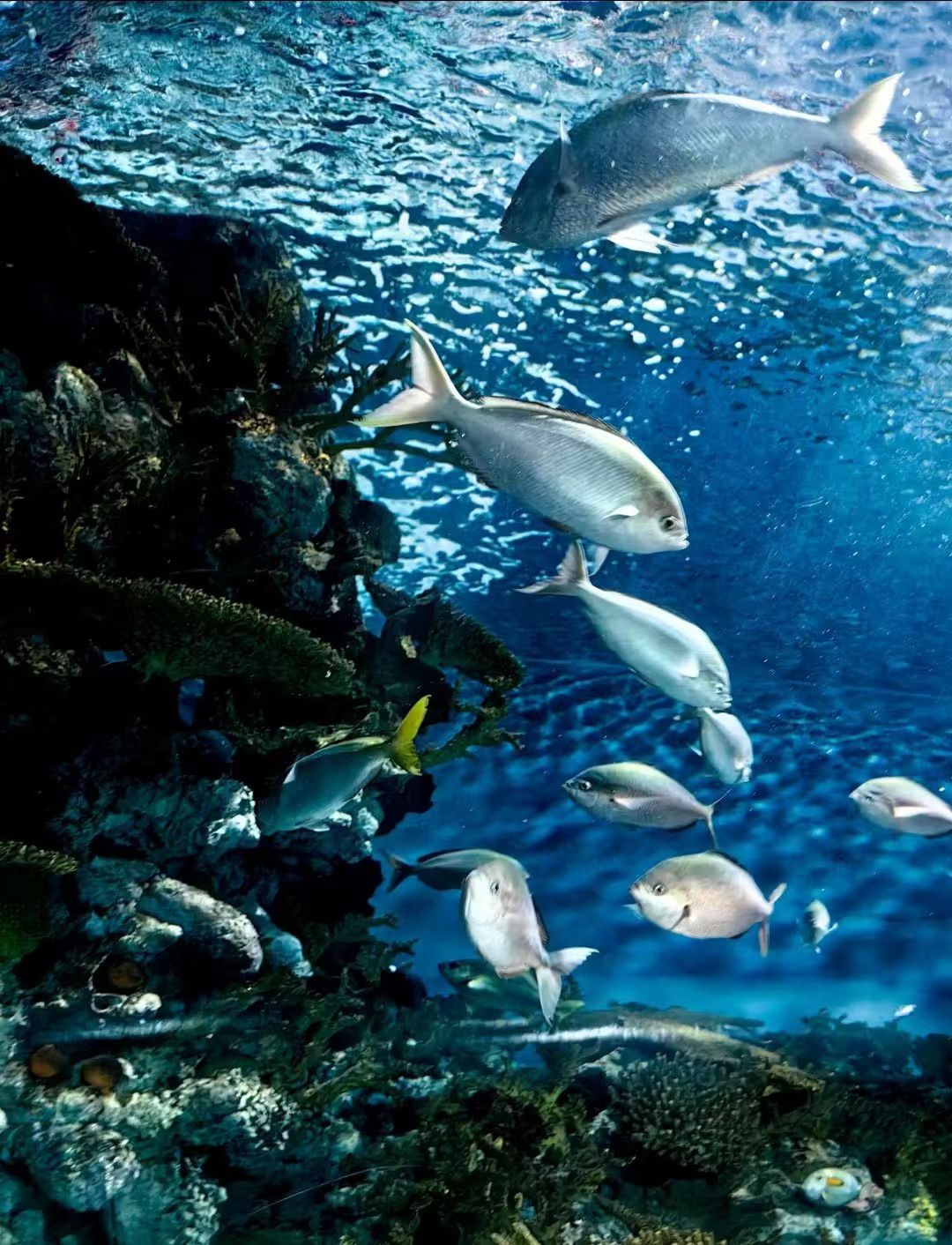 走进深蓝色的梦   上海海洋水族馆